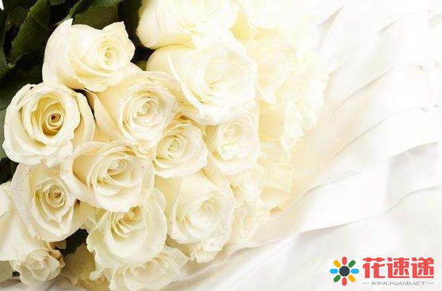 白色玫瑰代表什么?白玫瑰花语大全?
