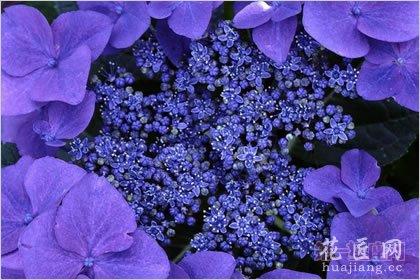 4月10日花：野生紫萝兰花语及其故事介绍