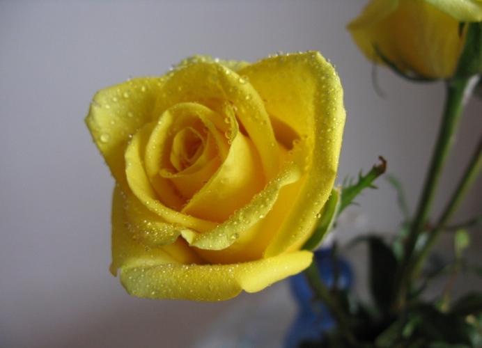 黄玫瑰的花语，送黄玫瑰代表什么意思呢？