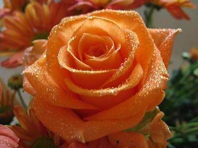 每一种玫瑰花都有着不同的花语，送错了可是会闹笑话的