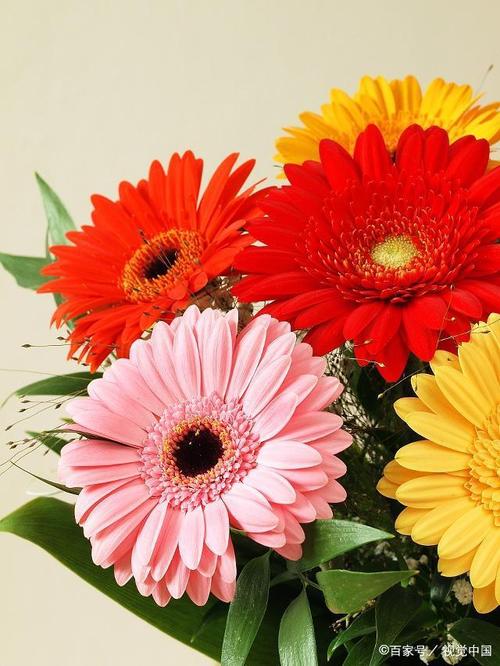 记住这5种花的花语，光棍节更容易脱单，送花也不会迷惘