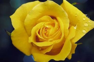 黄玫瑰的花语，送黄玫瑰代表什么意思呢？