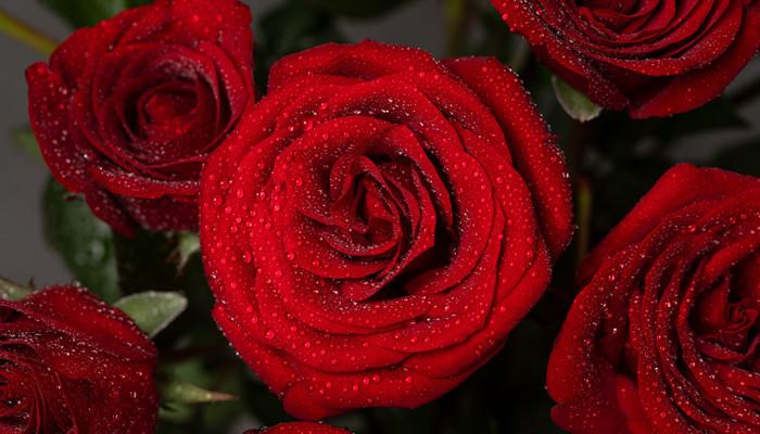 代表爱情的花，代表爱情的花有哪些(红玫瑰/<a href=