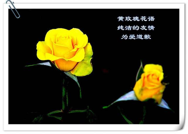 道歉送什么花，黄玫瑰是首选(黄玫瑰的花语是道歉)(黄玫瑰是道歉的意思吗)