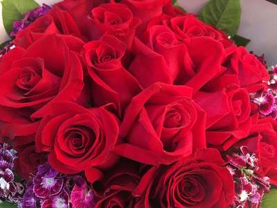 红玫瑰数量代表什么花语？