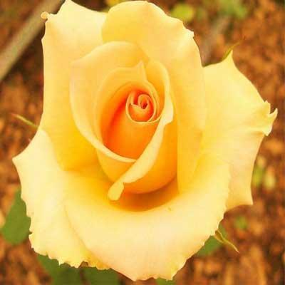 黄玫瑰代表什么意思？黄玫瑰花语介绍