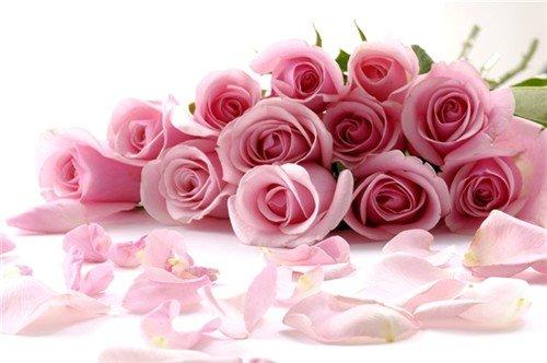 粉玫瑰代表什么意思？花语和寓意是什么？
