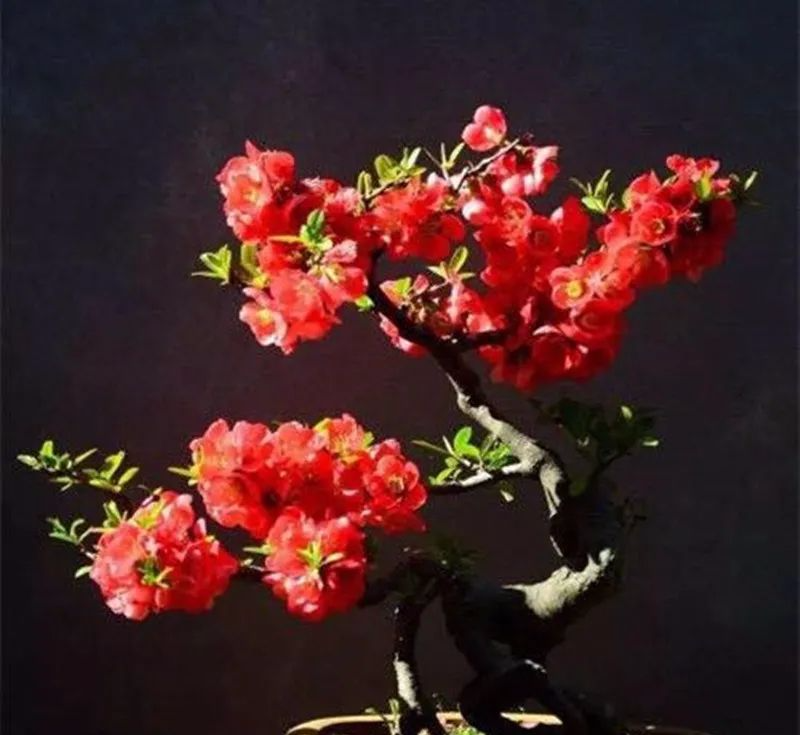 1月养1种重瓣海棠花，开花红火喜庆寓意好，关键是耐寒好养