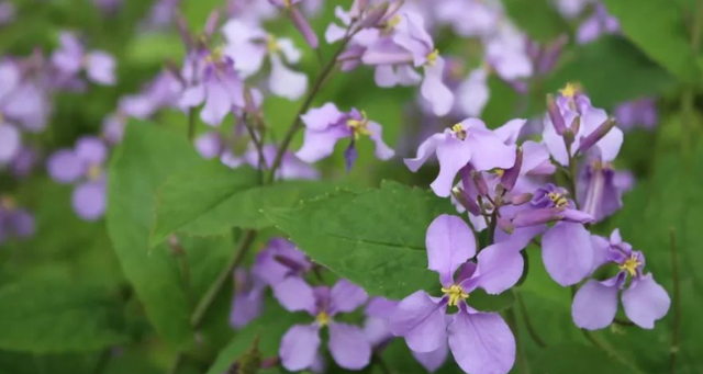紫苑花花语是什么