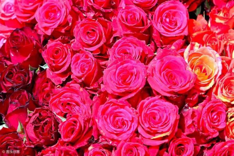 情人节送19朵玫瑰花代表什么寓意？