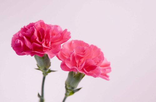 康乃馨花语和寓意是什么