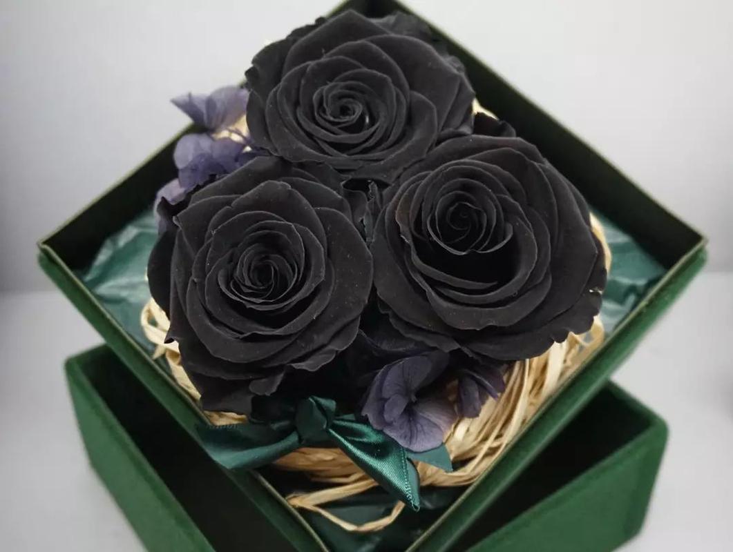 黑玫瑰的花语是什么