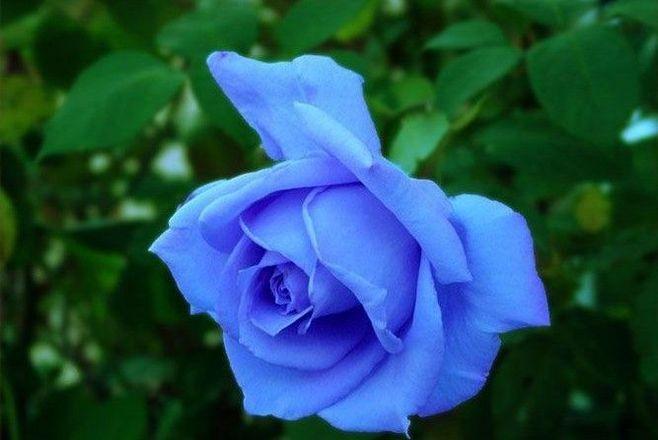 蓝玫瑰代表什么意思