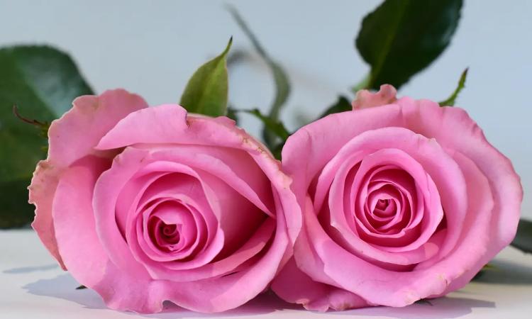 粉色玫瑰代表什么