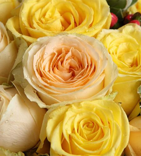 黄玫瑰和香槟玫瑰的区别