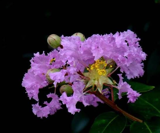 紫薇花的花语和象征意义