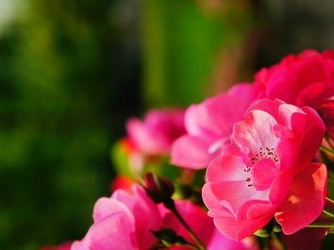 蔷薇花的花语和寓意