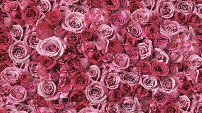 订婚用什么颜色的玫瑰花