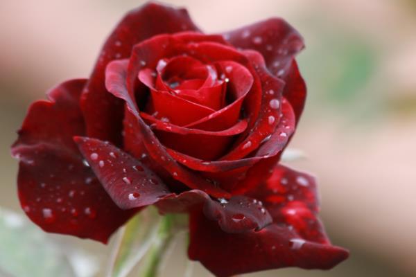 33朵红玫瑰花语是什么意思