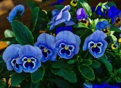 紫罗兰什么花的花语是暗恋