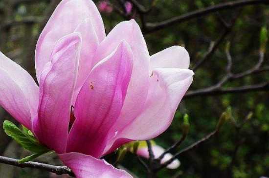 木兰花的花语和寓意是什么
