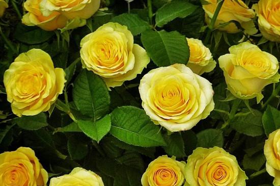 五种不同颜色玫瑰花代表什么意思